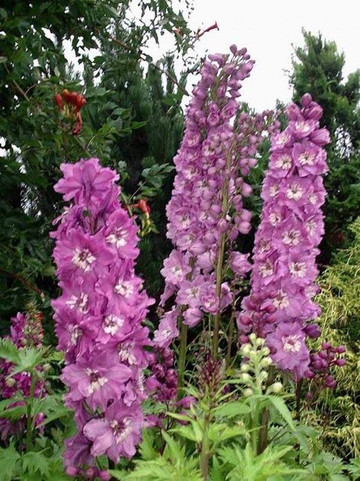 DELPHINIUM GIGANTE PACIFIC ROSA LILLA NR.1000 - Foto 2